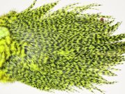 7521 Coq De Leon Dry Fly Hackle, Bronze Grade Saddle Yellow Chartreuse