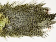 7597 Coq De Leon Dry Fly Hackle, Bronze Grade Saddle Olive