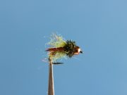 Hogan's Yuba Pupa Olive