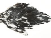 AHC-6780 American Hen Cape Variant