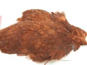 American Hen Cape Coachman Brown