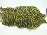 American Hen Cape Grizzly Olive