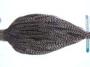 739 - Hebert Dry Fly Hackle, Grizzly Variant Bronze Grade Rooster Cape, Ties Sizes 12-18