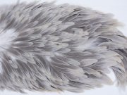 2753 Hebert Hen Saddle Variant