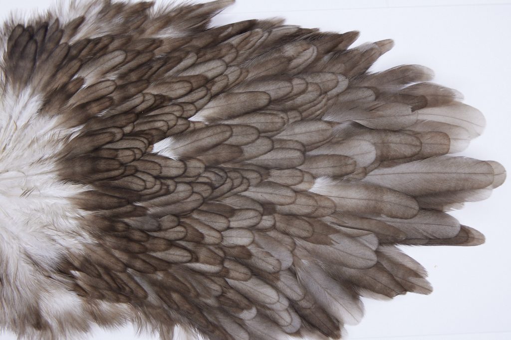 2755 Hebert Hen Saddle Variant