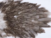 2755 Hebert Hen Saddle Variant