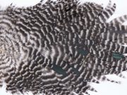 2766 Hebert Hen Saddle Grizzly