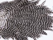 2768 Hebert Hen Saddle Grizzly