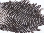 2769 Hebert Hen Saddle Grizzly