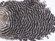 2770 Hebert Hen Saddle Grizzly