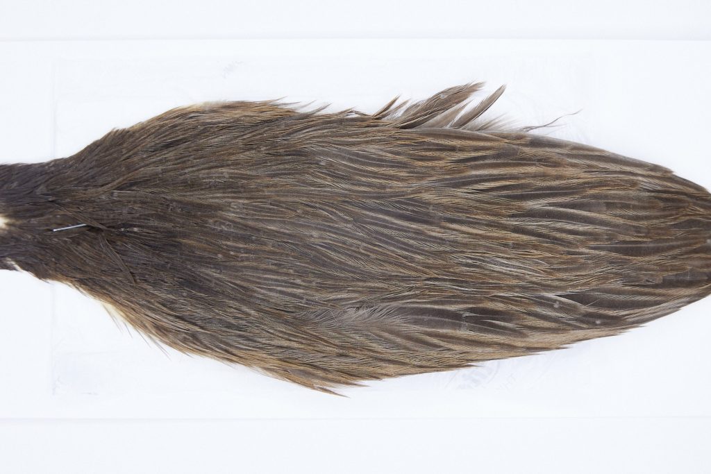 2795 Hebert Hen Cape Dark Brown Dun