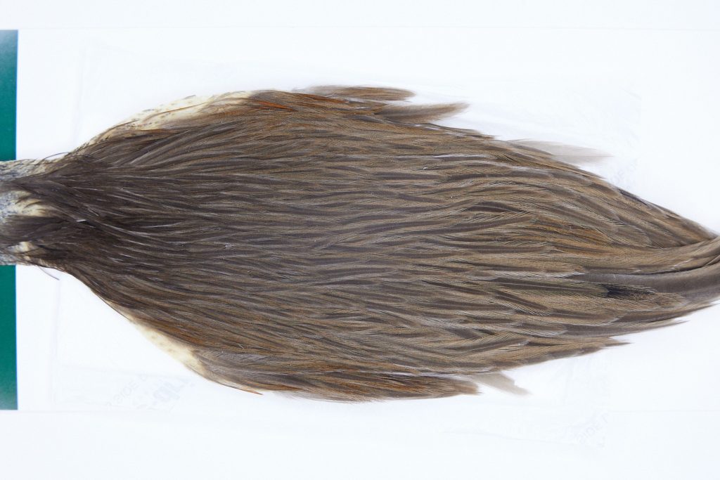 2804 Hebert Hen Cape Dark Brown Dun