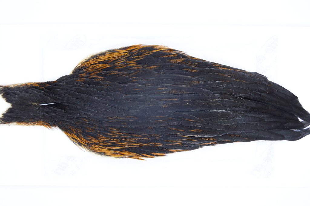 2884 Hebert Hen Cape Black