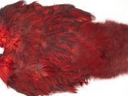 2537 Coq De Leon Chickabou Rooster Saddle Red