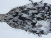 2712 Cog De Leon Hen Cape Variant