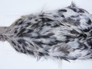 2714 Cog De Leon Hen Cape Variant