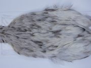 2715 Cog De Leon Hen Cape Variant