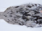 2719 Cog De Leon Hen Cape Variant