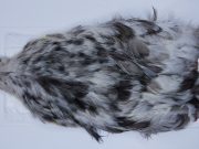 2720 Cog De Leon Hen Cape Variant