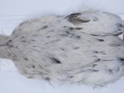 2721 Cog De Leon Hen Cape Variant