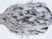 2722 Cog De Leon Hen Cape Variant