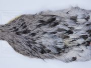 2724 Cog De Leon Hen Cape Variant