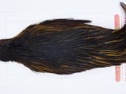 2897 Whiting Hen Cape Variant