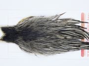 2946 Whiting Hen Cape Variant