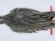 2948 Whiting Hen Cape Variant