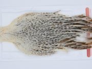 2949 Whiting Hen Cape Variant