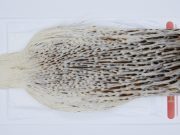 2951 Whiting Hen Cape Variant