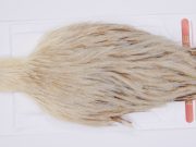 2983 Whiting Hen Cape Variant