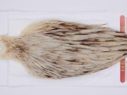 2987 Whiting Hen Cape Variant