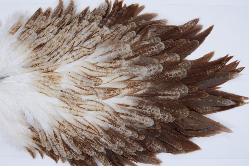 3023 Whiting Hen Saddle Variant