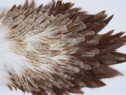 3023 Whiting Hen Saddle Variant