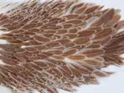 3024 Whiting Hen Saddle Variant