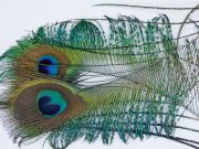 JimsFlyCo. - Peacock Swords Pair