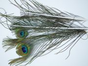 JimsFlyCo. - Peacock Eyes Herl, Blue