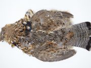 Natures Spirit - Ruffed Grouse Skin