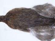 3142 Cog De Leon Hen Cape Variant