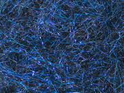 Arizona Diamond Dub - Black Blue