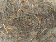 Arizona Diamond Dub - Callibaetis