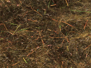 Arizona Diamond Dub - Copper Mocha