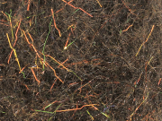 Arizona Diamond Dub - Dark Oak