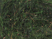 Arizona Diamond Dub - Peacock