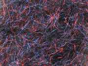 Arizona Diamond Dub - Firecracker