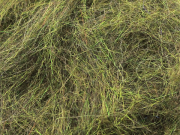 Arizona Simi Seal Mega Dubbing - Peacock