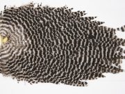 WHS11 Whiting Wet Fly Hen Saddle Grizzly