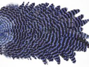 WHS19 Whiting Wet Fly Hen Saddle Grizzly Royal Blue