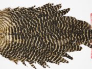 WHS20 Whiting Wet Fly Hen Saddle Grizzly Golden Straw